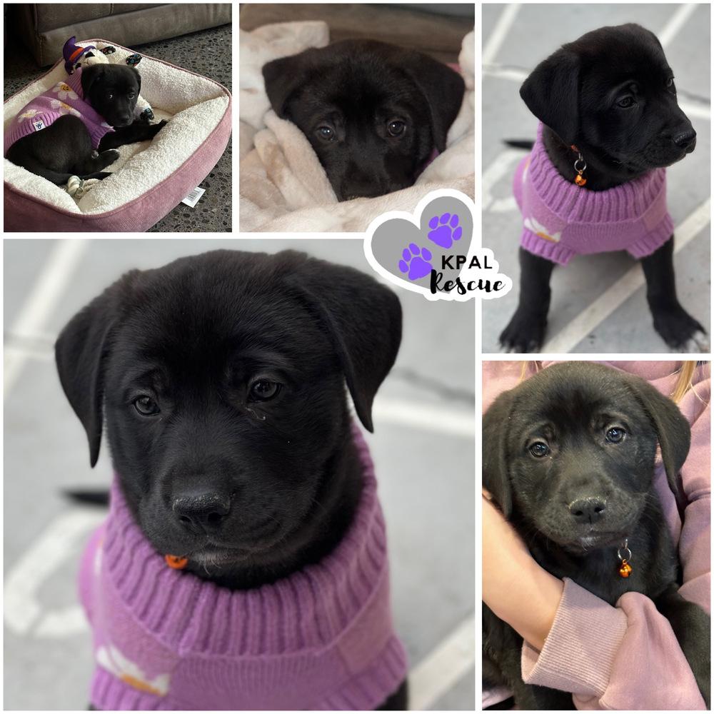 Enlarge Aruba - Vacation Litter, a Adoptable mixed breed in Kenai, AK image 3/3