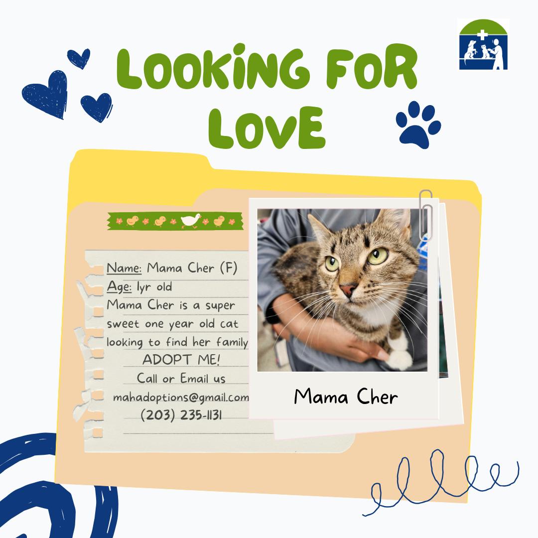 Enlarge Mama Cher, a Adopted Tabby in Meriden, CT image 1/4