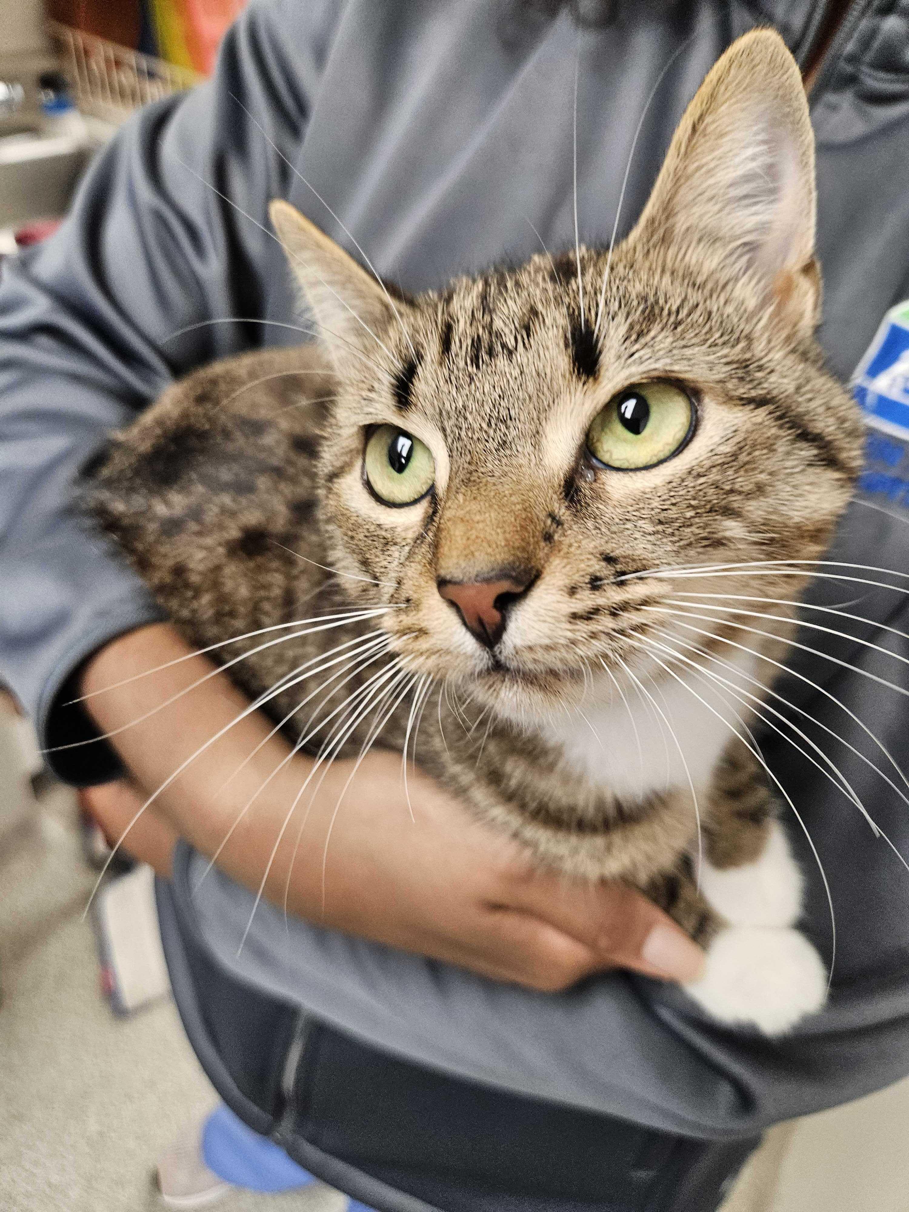 Enlarge Mama Cher, a Adopted Tabby in Meriden, CT image 4/4