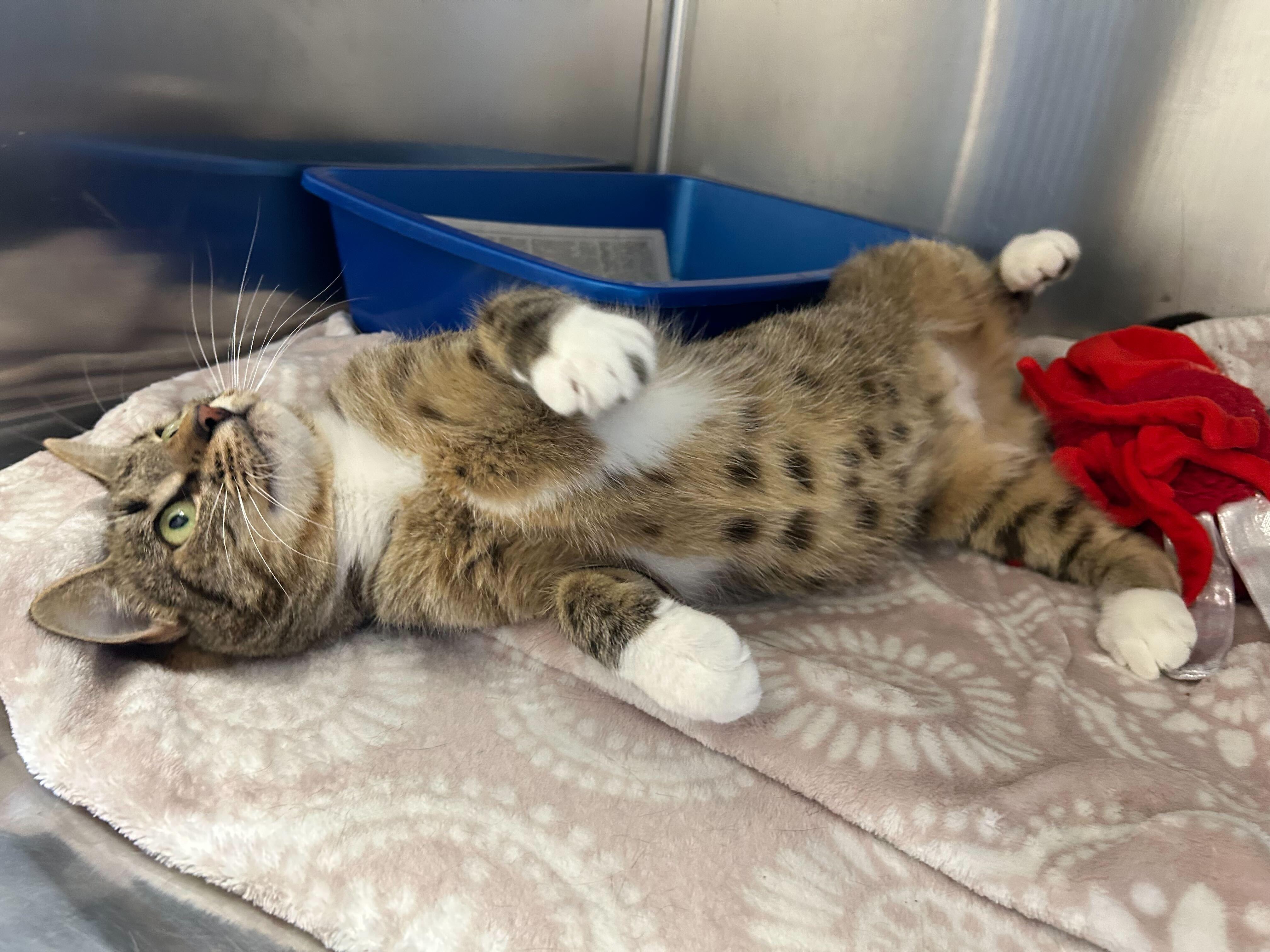 Enlarge Mama Cher, a Adopted Tabby in Meriden, CT image 3/4