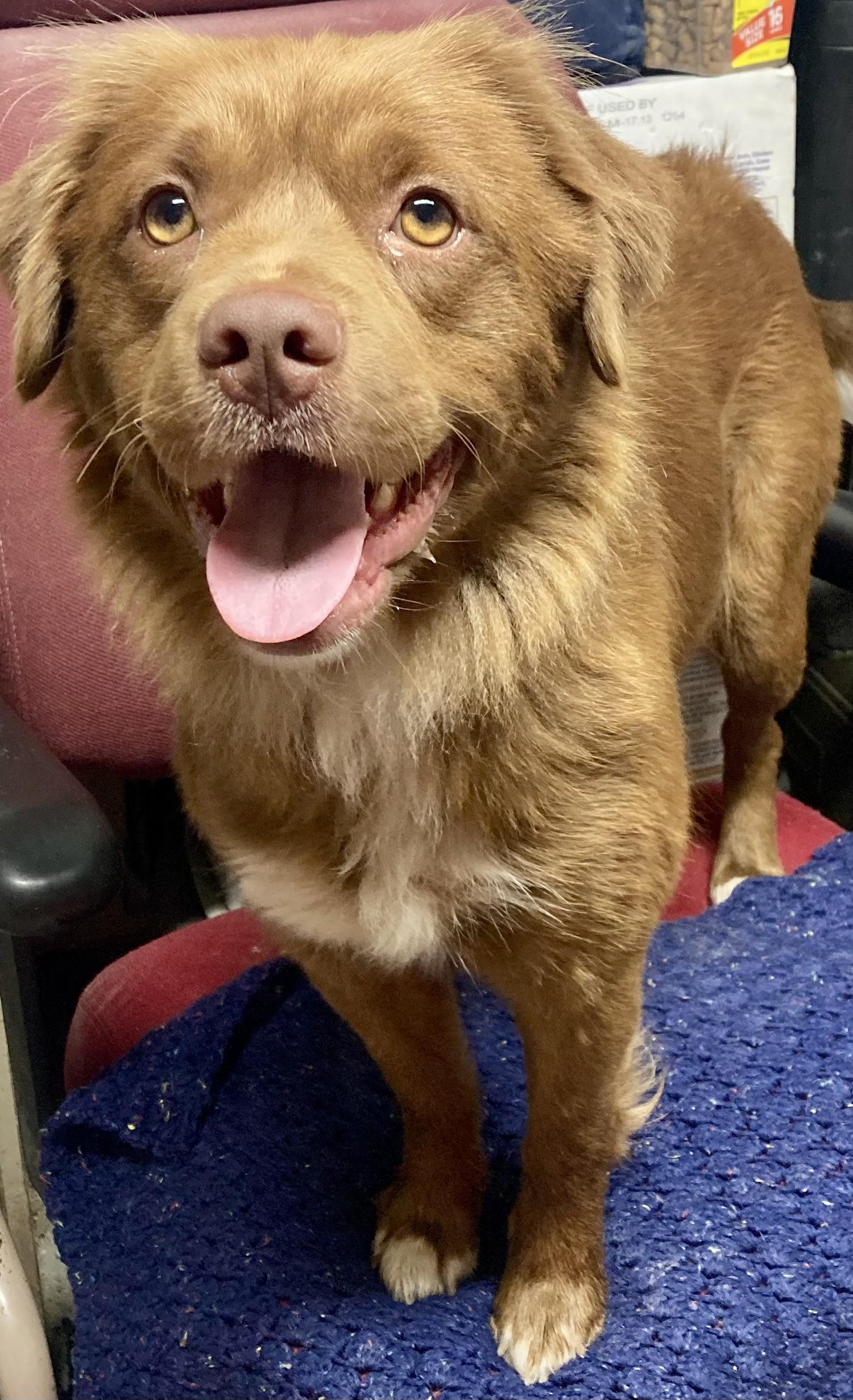 Hazel, Adopted, Adult Female Australian Shepherd.