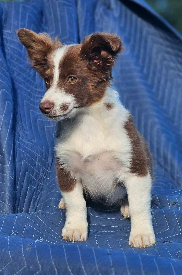 Ferrari Testarossa Cars *LOCAL*, Adoptable, Puppy Male Australian Shepherd & Chihuahua.