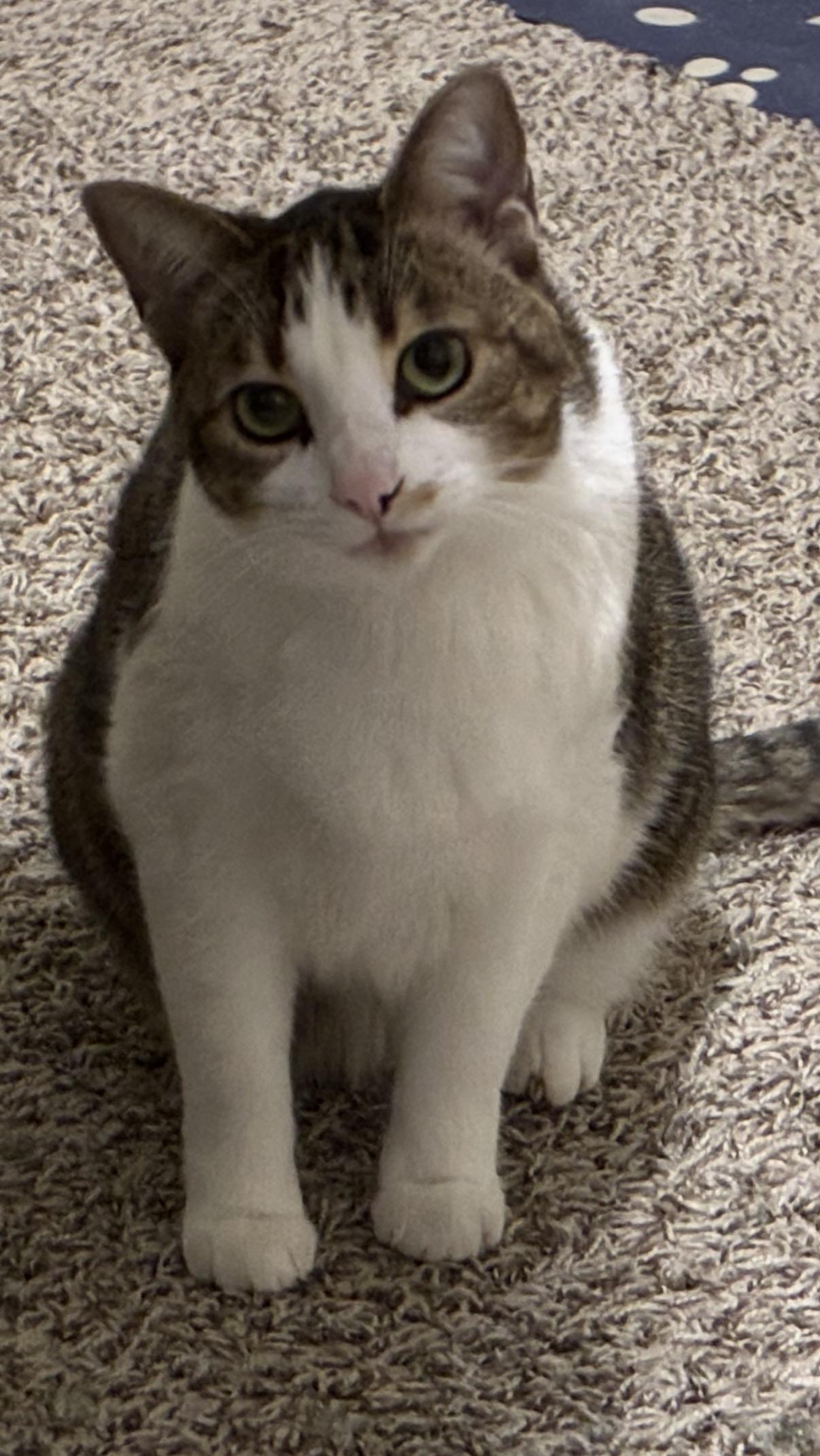 Enlarge Eloise, a Adoptable Domestic Short Hair in Ambler, PA image 1/3