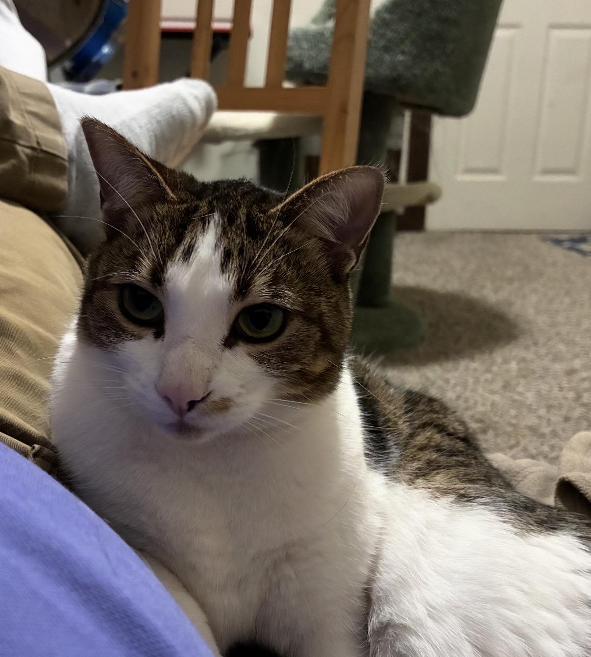 Enlarge Eloise, a Adoptable Domestic Short Hair in Ambler, PA image 2/3