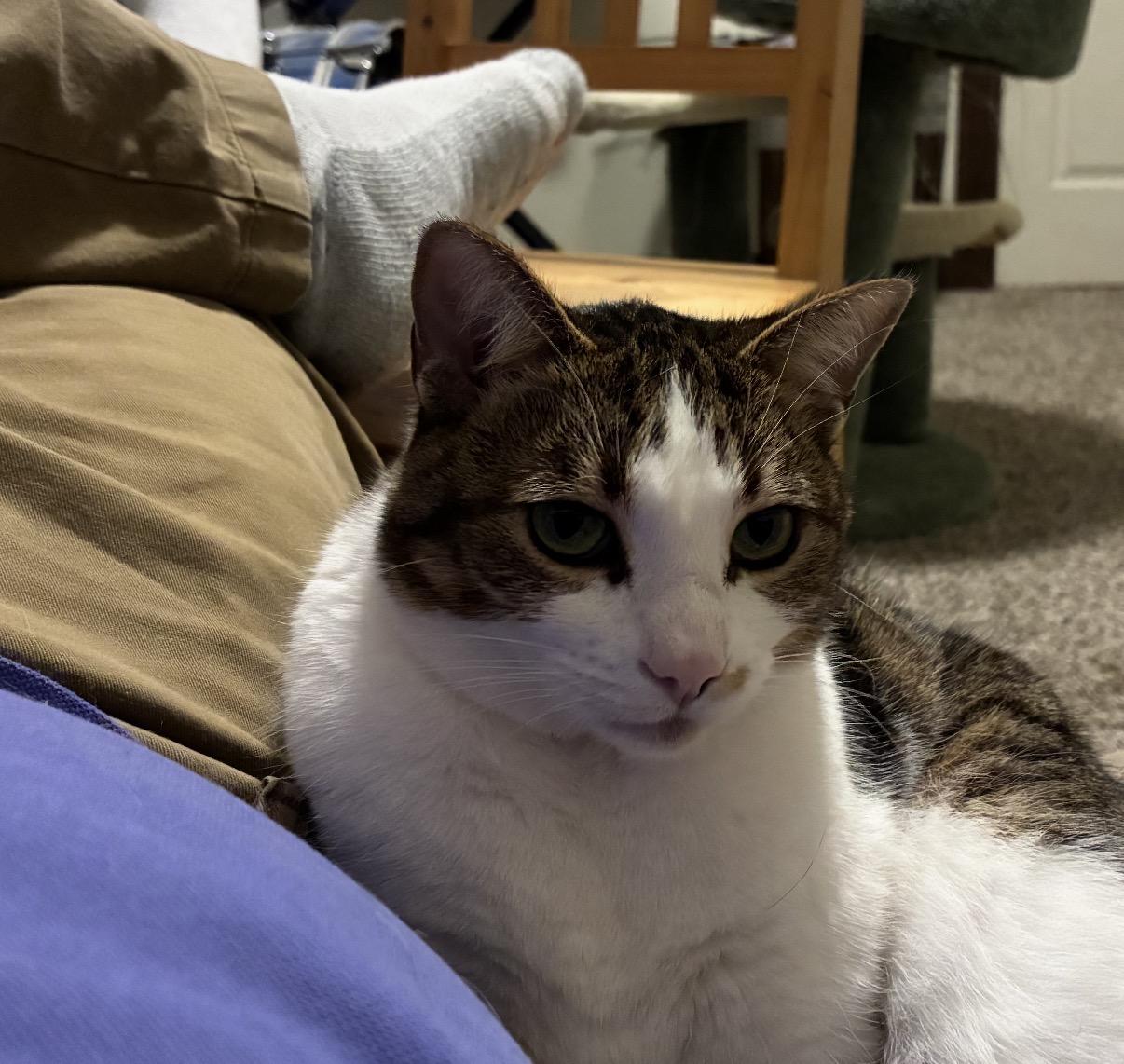 Enlarge Eloise, a Adoptable Domestic Short Hair in Ambler, PA image 3/3