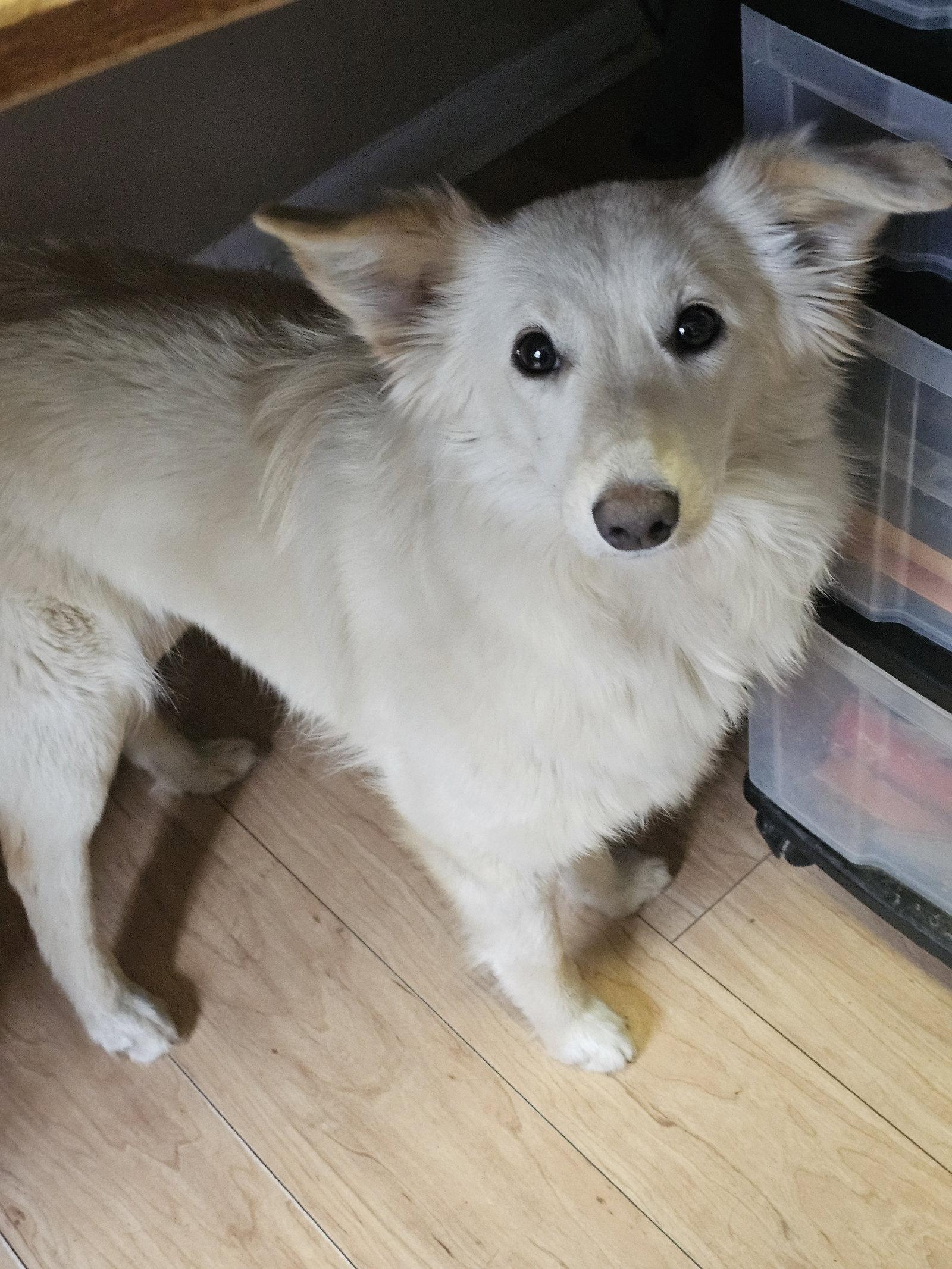 Enlarge SOFIA, a Adoptable mixed breed in Jackson, NJ image 2/3