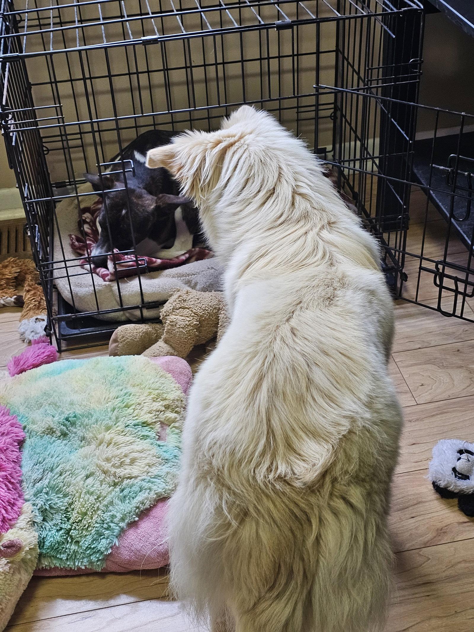 Enlarge SOFIA, a Adoptable mixed breed in Jackson, NJ image 3/3