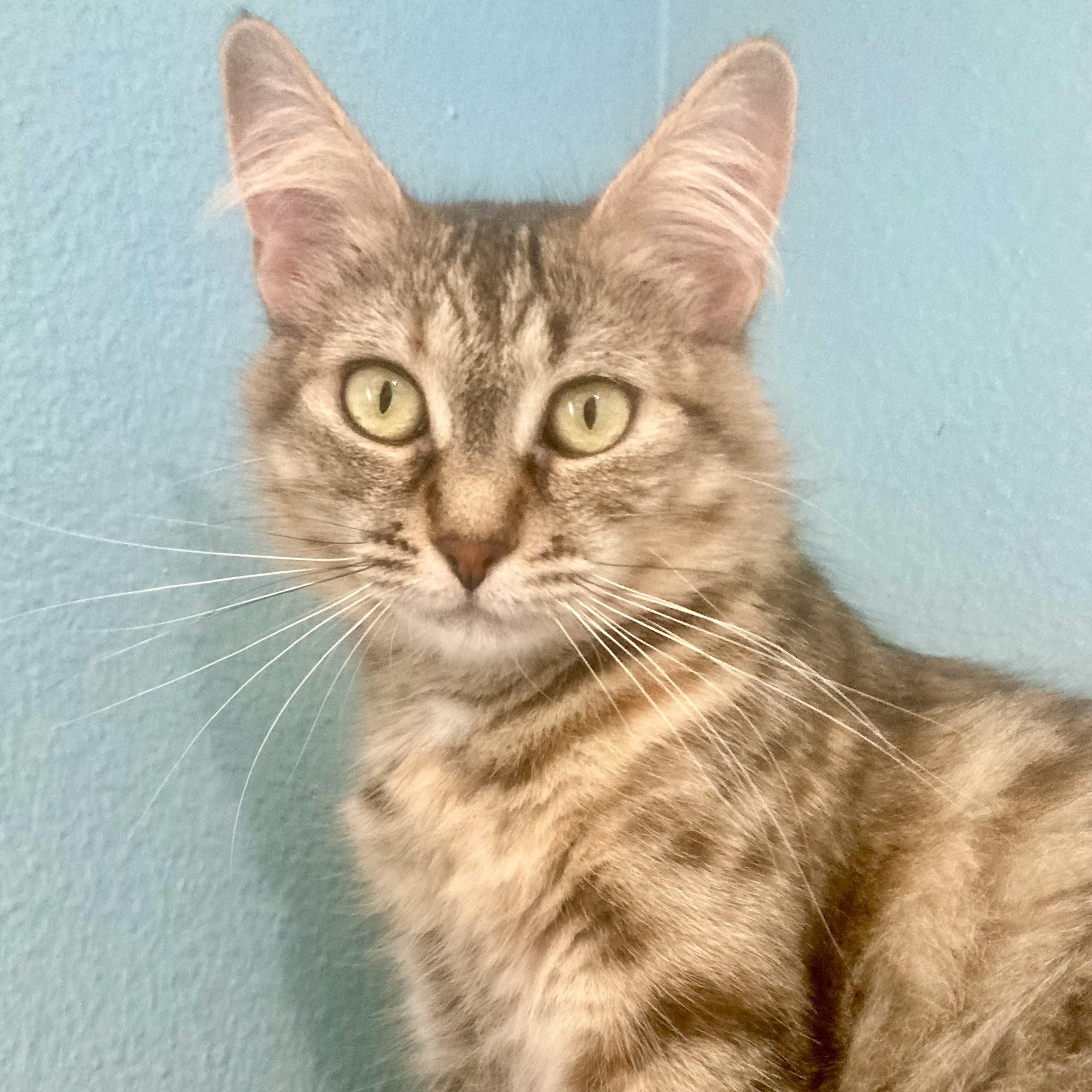 Galadriel, Adoptable, Young Female Domestic Medium Hair.