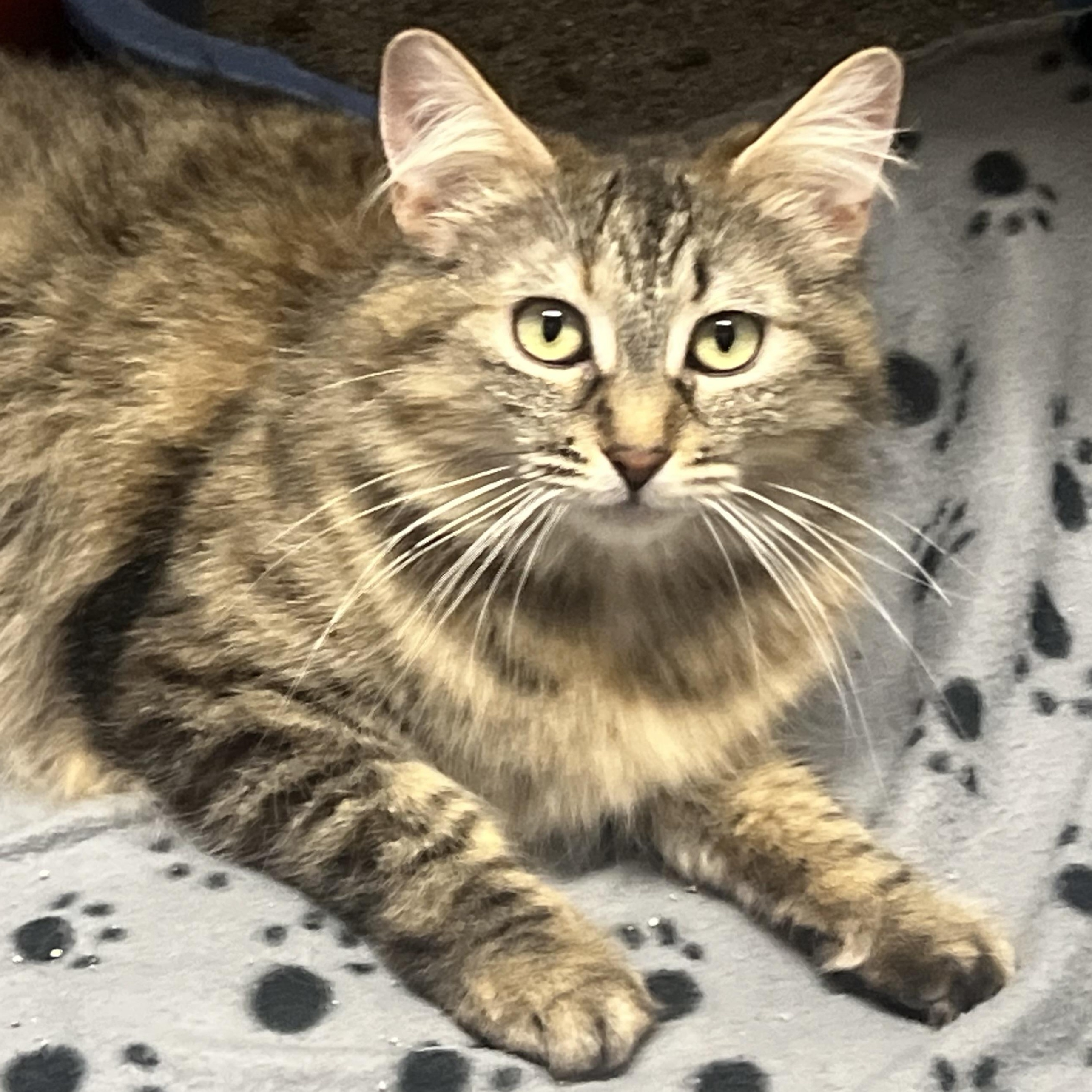 Galadriel, a Adoptable mixed breed in Beverly Hills, CA image 2/2