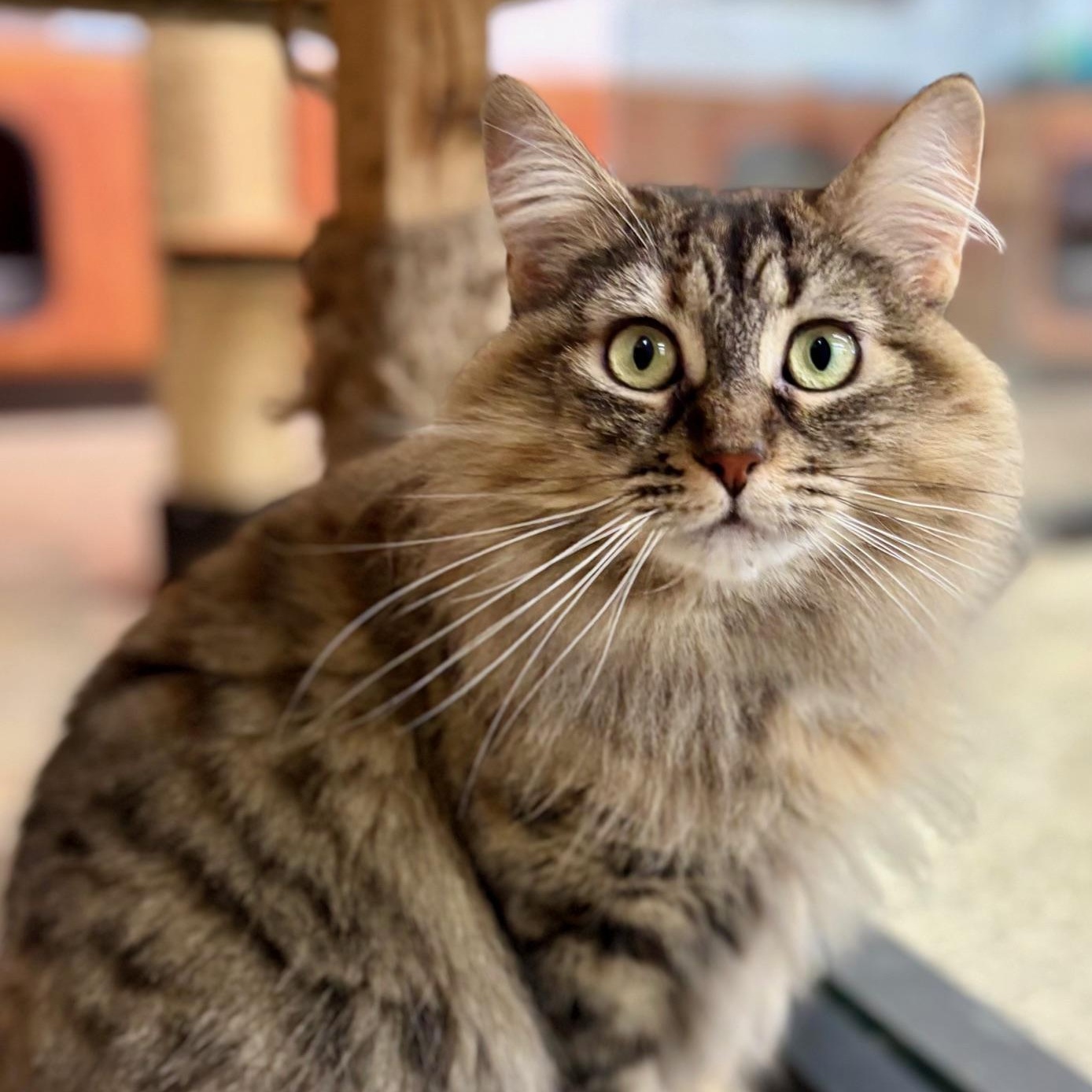 Enlarge Galadriel, a Adoptable mixed breed in Beverly Hills, CA image 1/2