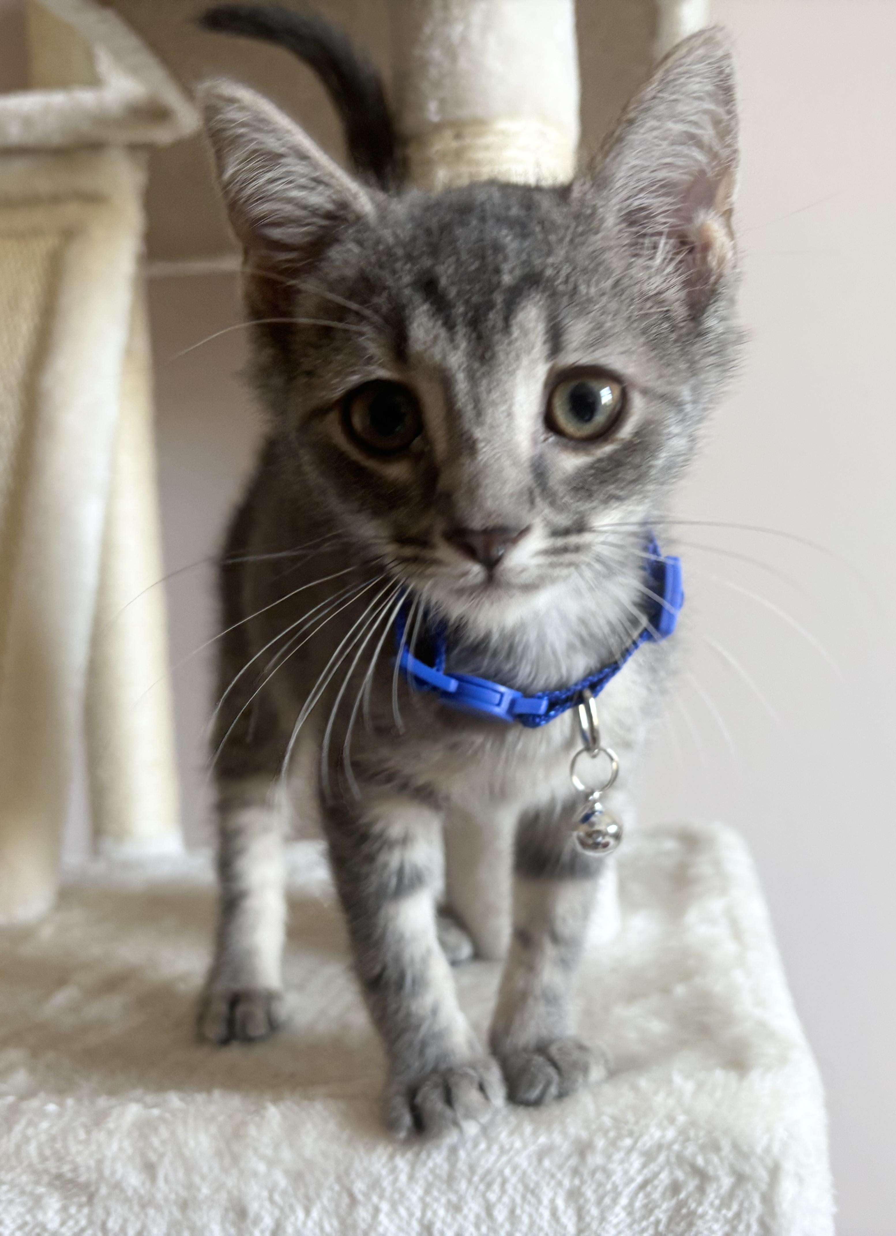 Enlarge Ocean, a ADOPTABLE Domestic Short Hair in Breinigsville, PA image 1/1