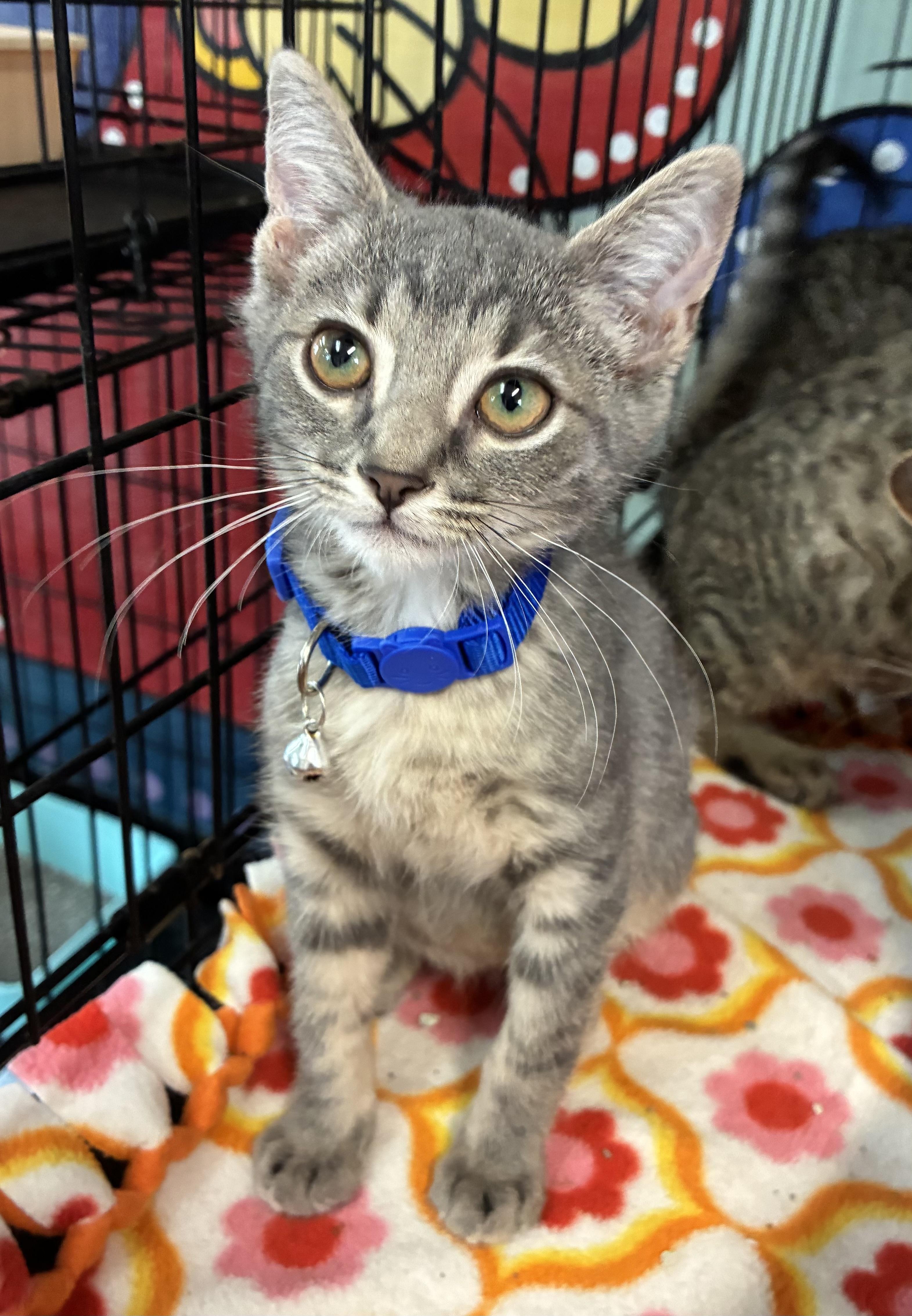 Enlarge Ocean, a ADOPTABLE Domestic Short Hair in Breinigsville, PA image 1/2