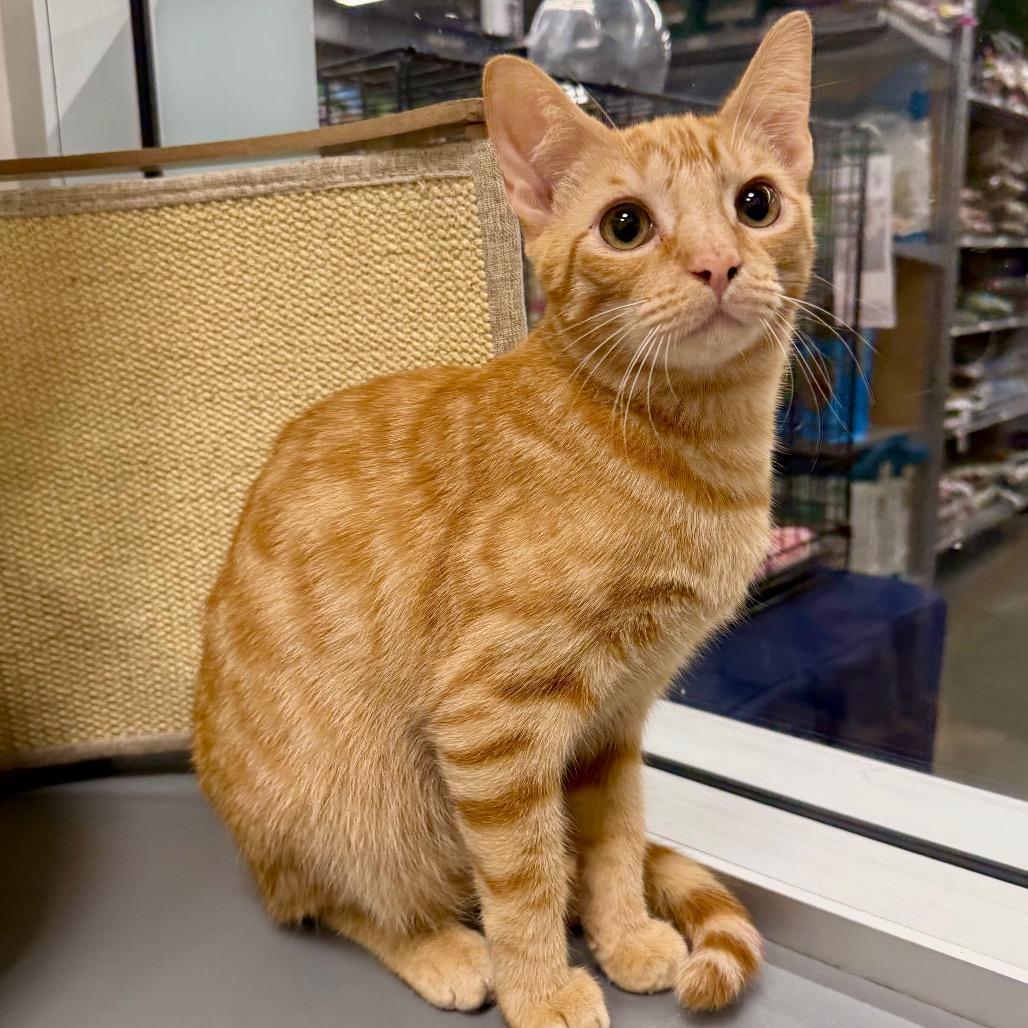 Cheeto, Adoptable, Kitten Male Domestic Short Hair.