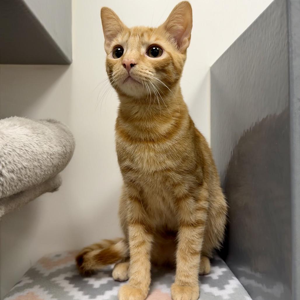 Enlarge Cheeto, a Adoptable Domestic Short Hair in Woodstock, GA image 2/3