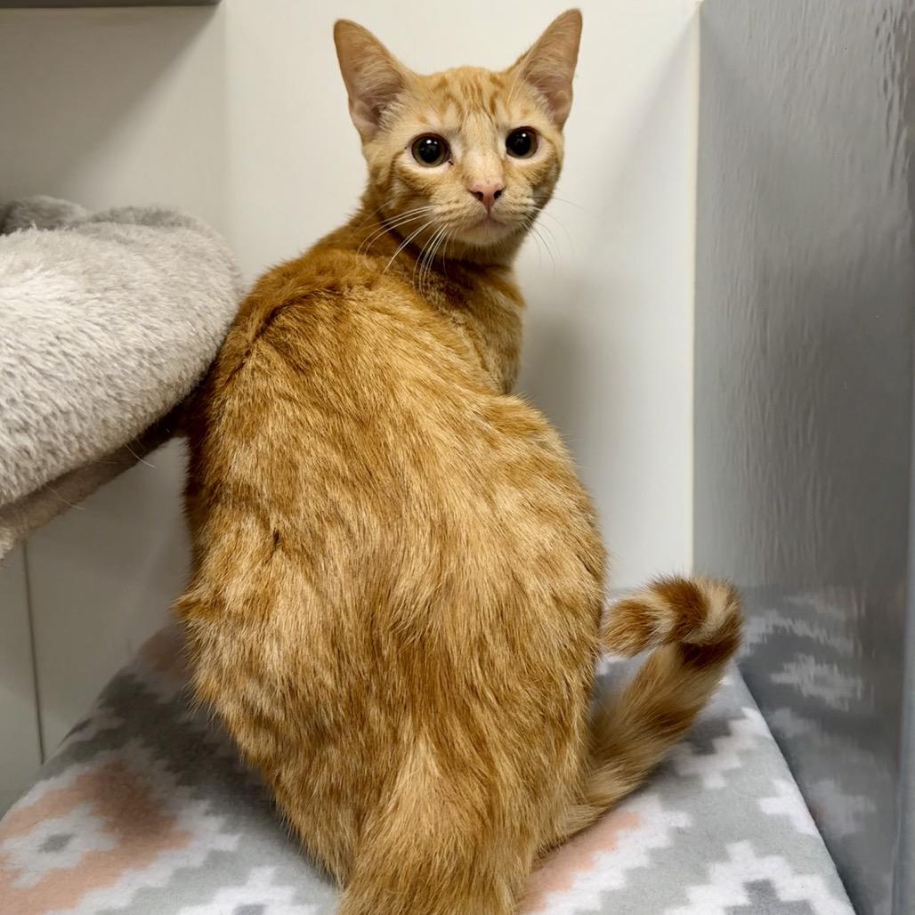 Enlarge Cheeto, a Adoptable Domestic Short Hair in Woodstock, GA image 3/3
