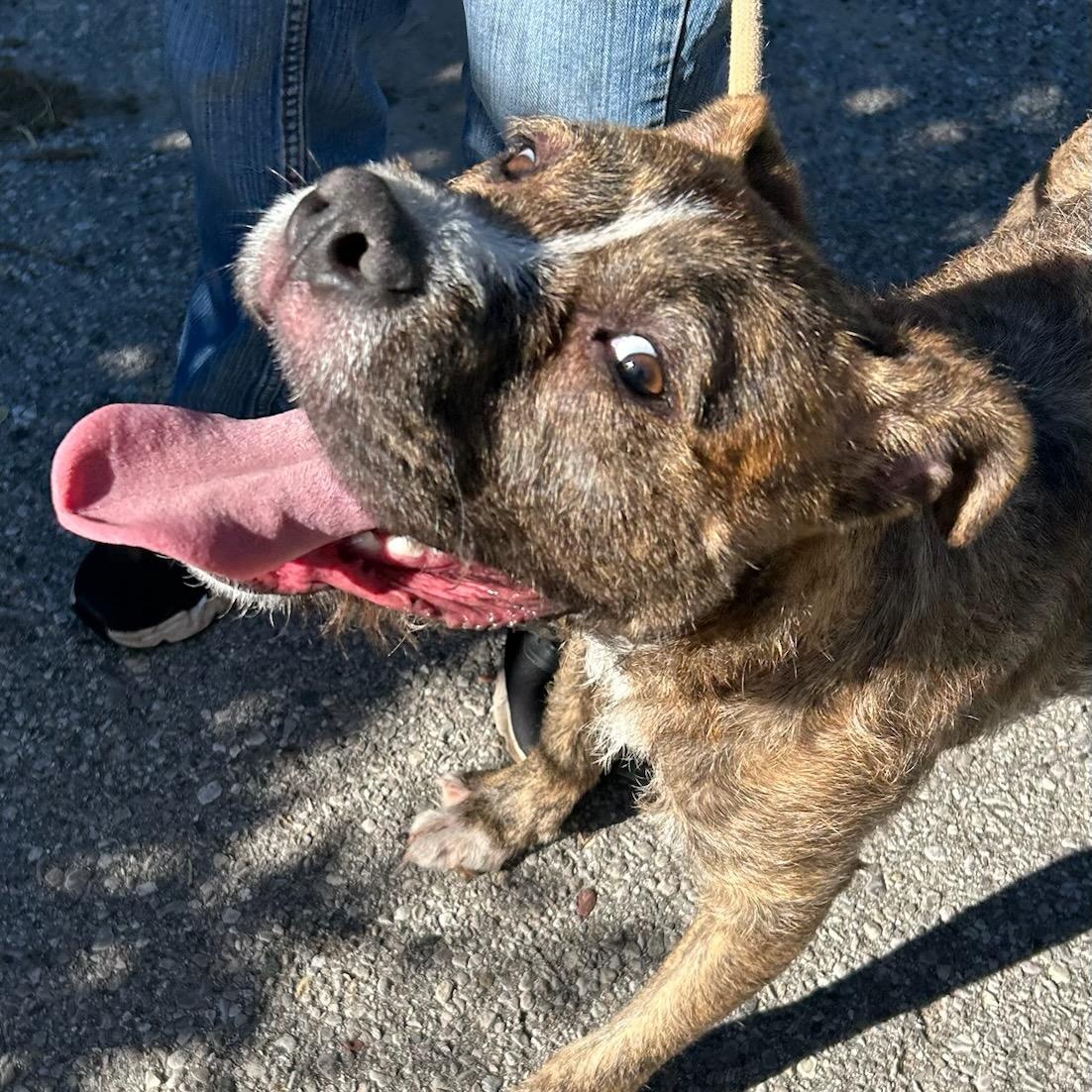 Ace, Adopted, Puppy Male Terrier.