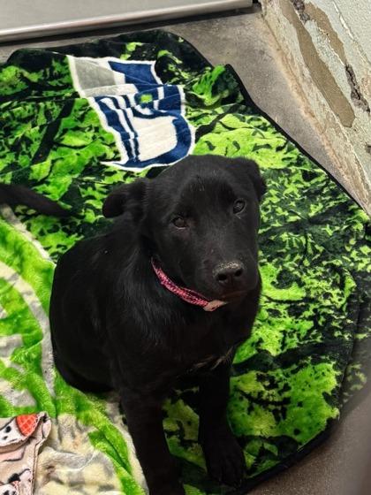 Sparkles, Adoptable, Puppy Female Mixed Breed & Mixed Breed.