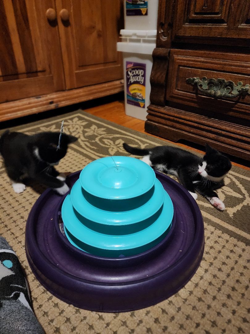 Enlarge Brie, a Adoptable mixed breed in Garwood, NJ image 3/5