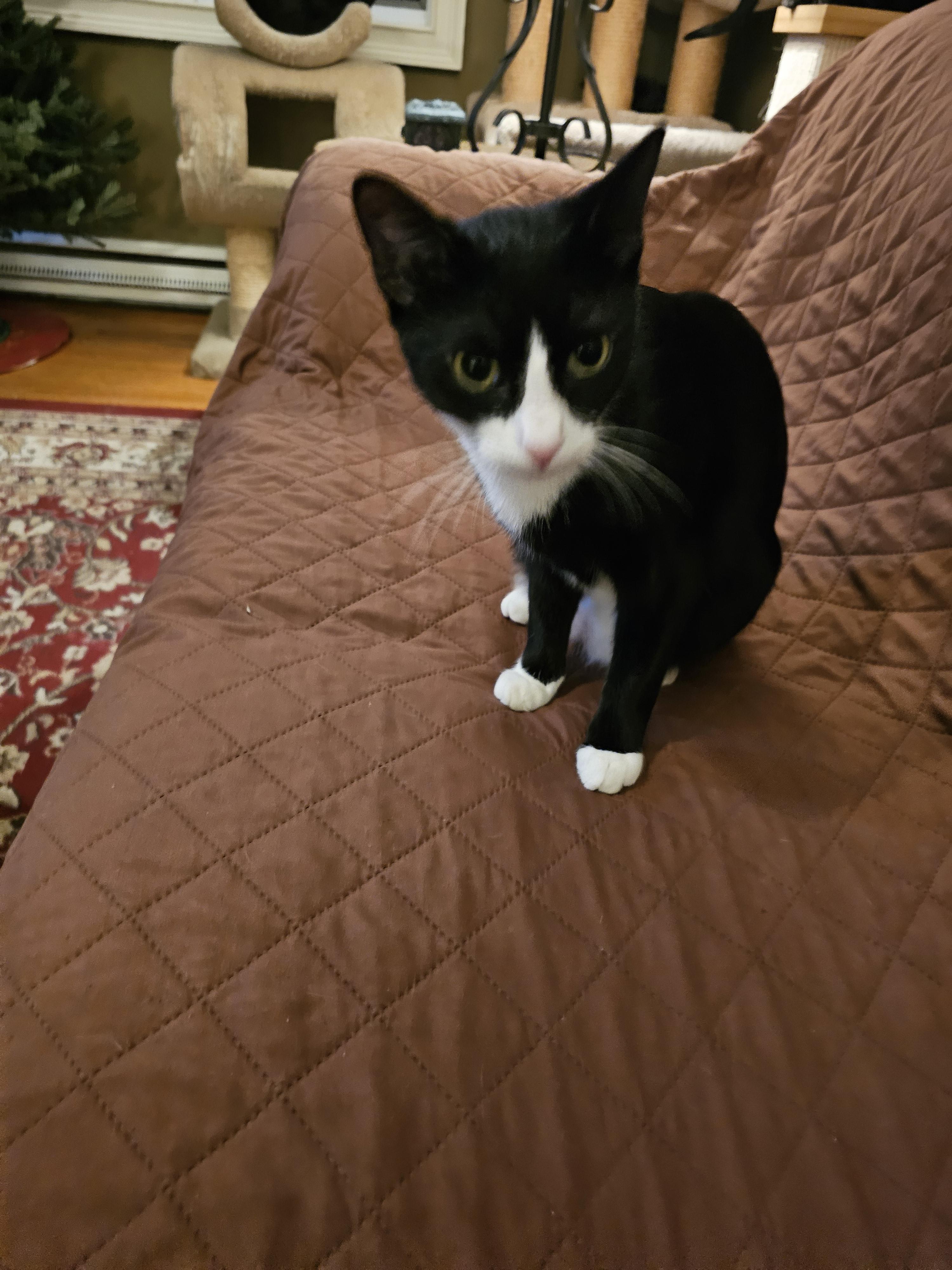 Enlarge Brie, a Adoptable mixed breed in Garwood, NJ image 1/5