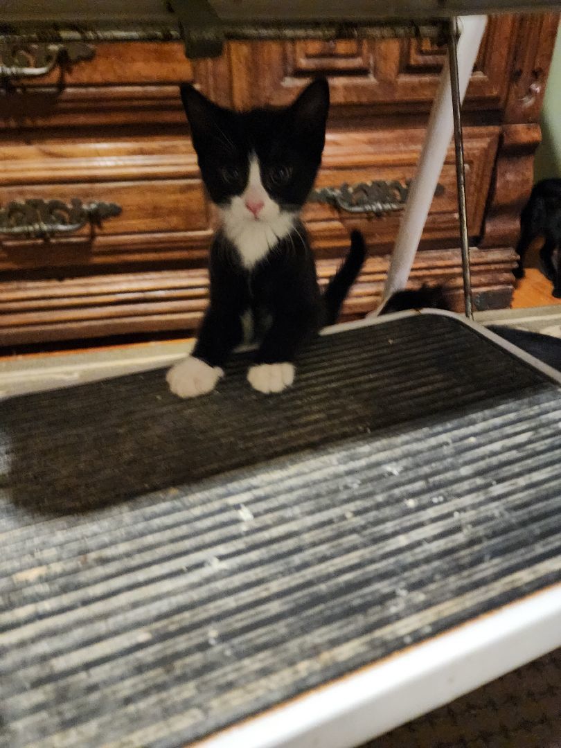 Enlarge Brie, a Adoptable mixed breed in Garwood, NJ image 4/5