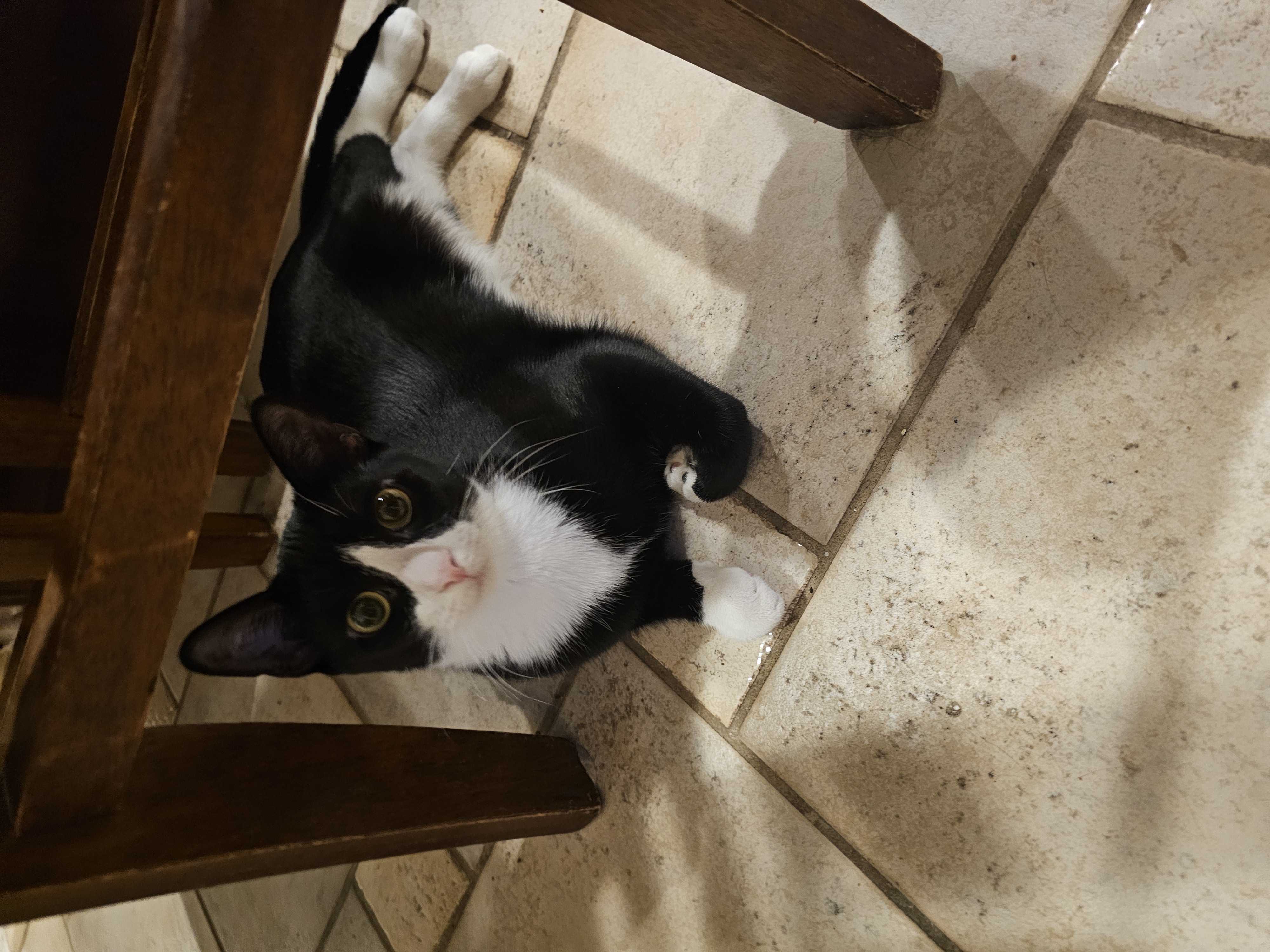 Enlarge Brie, a Adoptable mixed breed in Garwood, NJ image 2/5