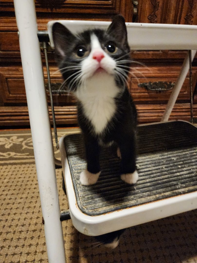 Enlarge Brie, a Adoptable mixed breed in Garwood, NJ image 5/5