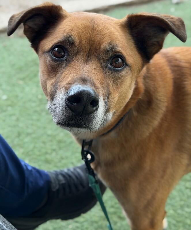 Little Man, Adoptable, Adult Male German Shepherd Dog.