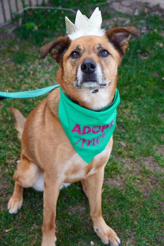 Little Man, Adoptable, Adult Male German Shepherd Dog.