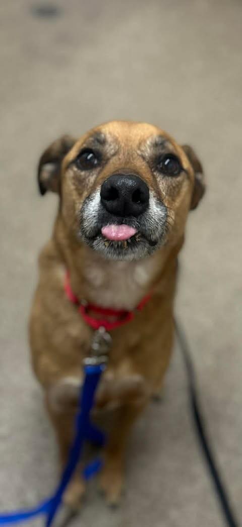 Enlarge Little Man, a Adoptable German Shepherd Dog in Fruit Heights, UT image 2/4