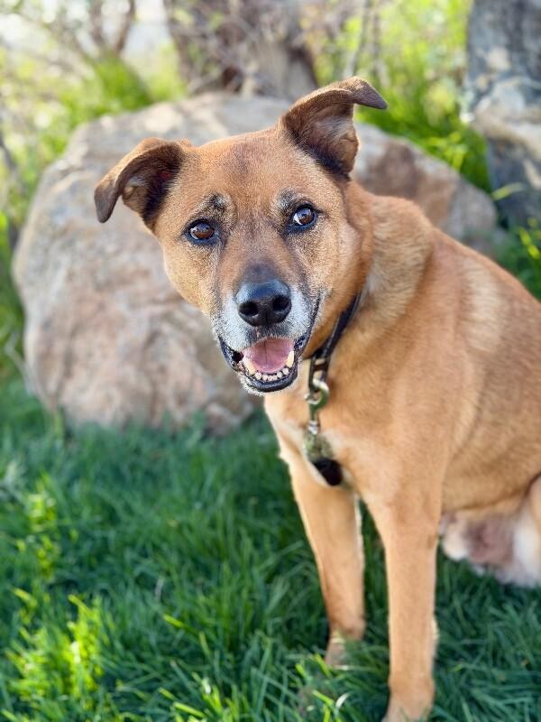 Enlarge Little Man, a Adoptable German Shepherd Dog in Fruit Heights, UT image 2/6