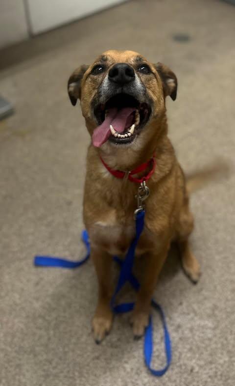 Enlarge Little Man, a Adoptable German Shepherd Dog in Fruit Heights, UT image 3/4