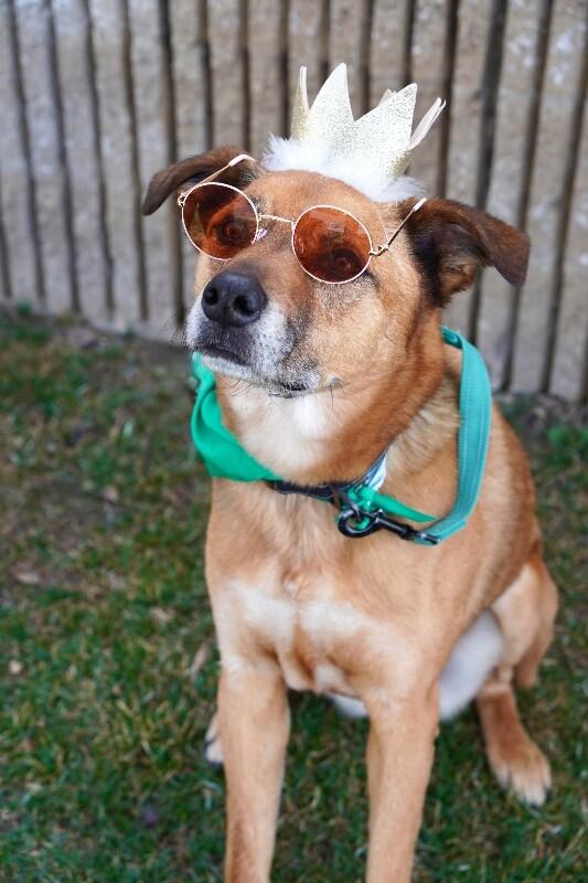 Enlarge Little Man, a Adoptable German Shepherd Dog in Fruit Heights, UT image 4/6