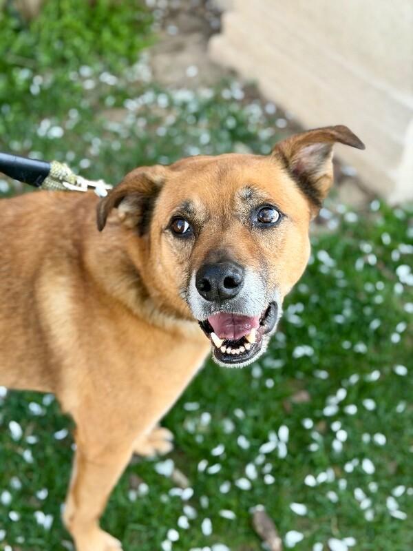 Enlarge Little Man, a Adoptable German Shepherd Dog in Fruit Heights, UT image 5/6
