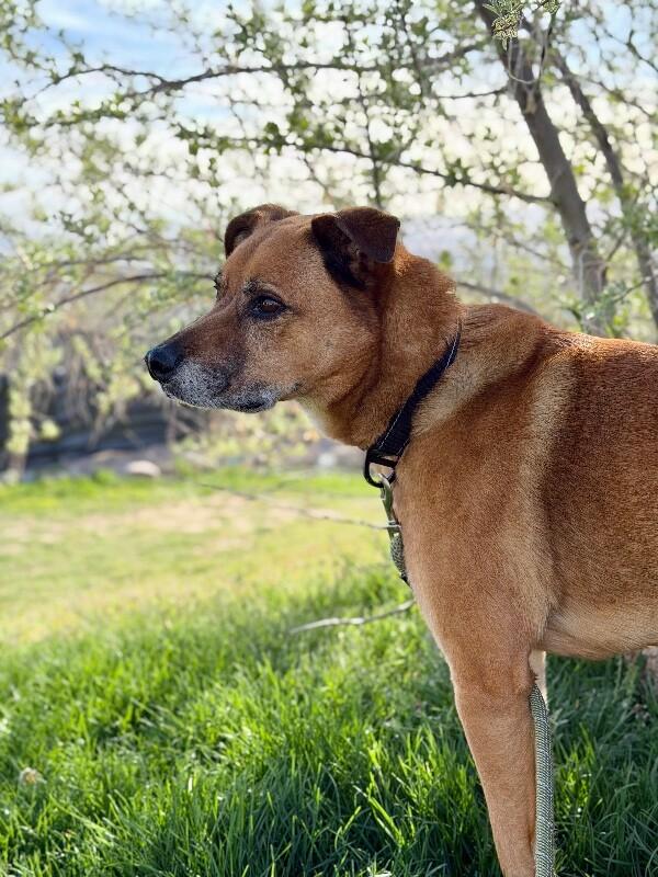 Enlarge Little Man, a Adoptable German Shepherd Dog in Fruit Heights, UT image 6/6