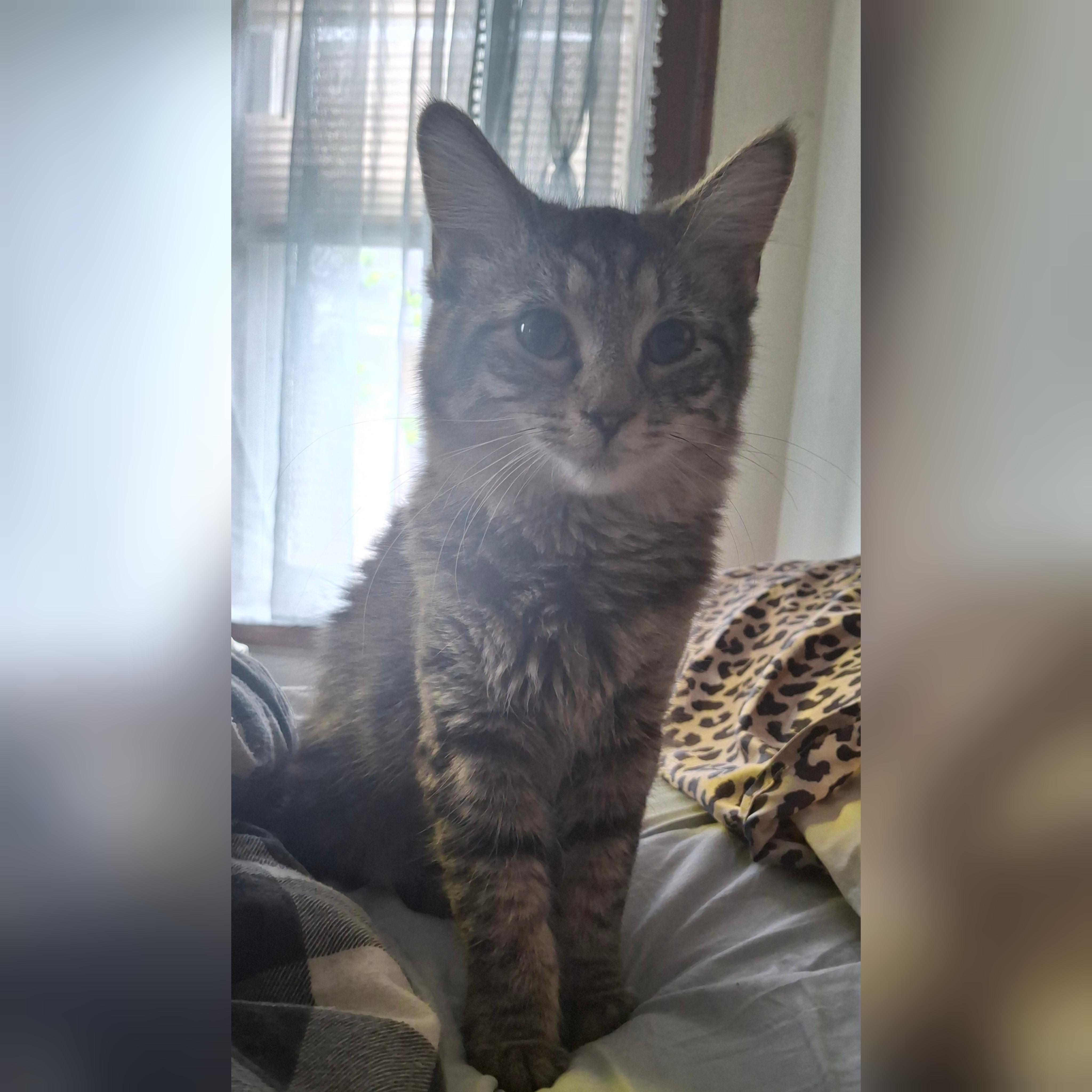 Enlarge Geisha, a Adoptable Domestic Short Hair in Canton, CT image 1/2