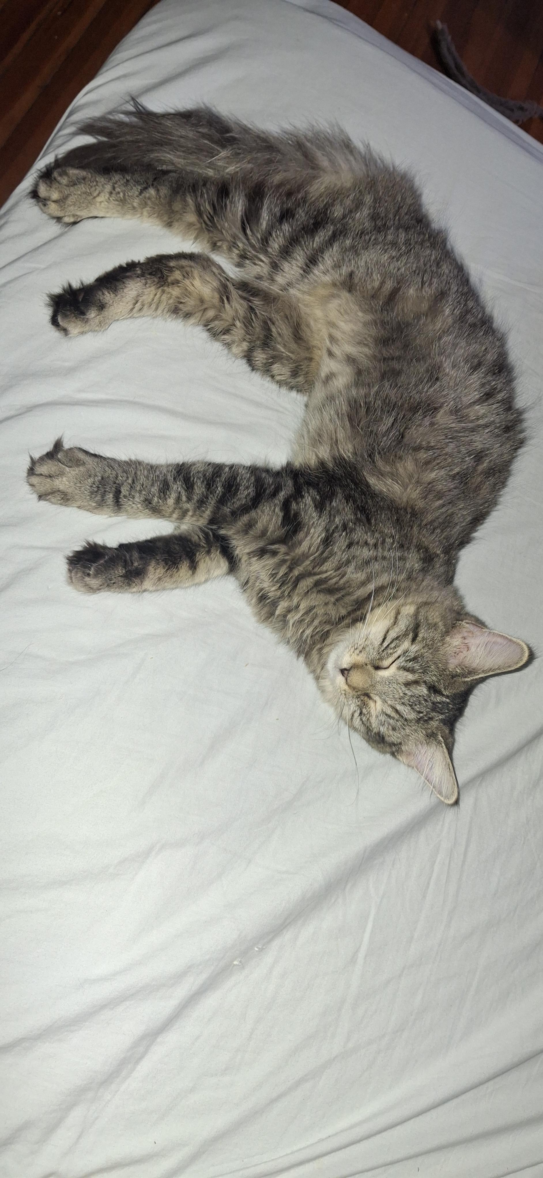 Enlarge Geisha, a Adoptable Domestic Short Hair in Canton, CT image 2/2