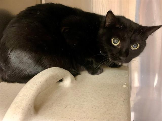 Enlarge SAMANTHA, a Adoptable mixed breed in Moreno Valley, CA image 1/1