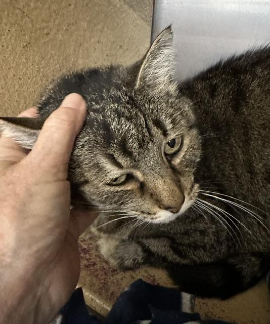 Enlarge Fiona, a Adoptable Domestic Short Hair in Cincinnati, OH image 2/6