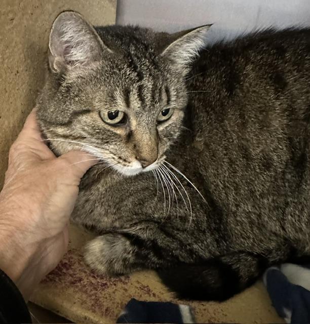 Enlarge Fiona, a Adoptable Domestic Short Hair in Cincinnati, OH image 5/6
