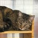 Enlarge Fiona, a Adoptable Domestic Short Hair in Cincinnati, OH image 3/6