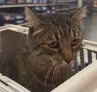 Enlarge Fiona, a Adoptable Domestic Short Hair in Cincinnati, OH image 1/6