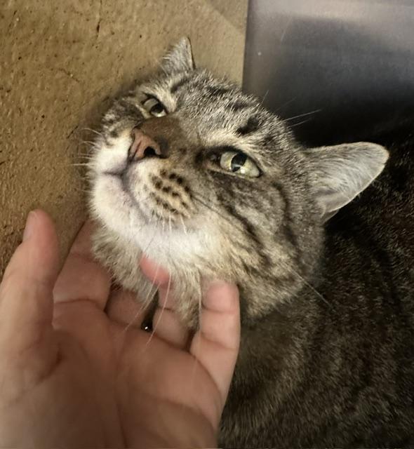 Enlarge Fiona, a Adoptable Domestic Short Hair in Cincinnati, OH image 4/6