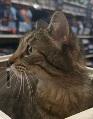 Enlarge Fiona, a Adoptable Domestic Short Hair in Cincinnati, OH image 6/6