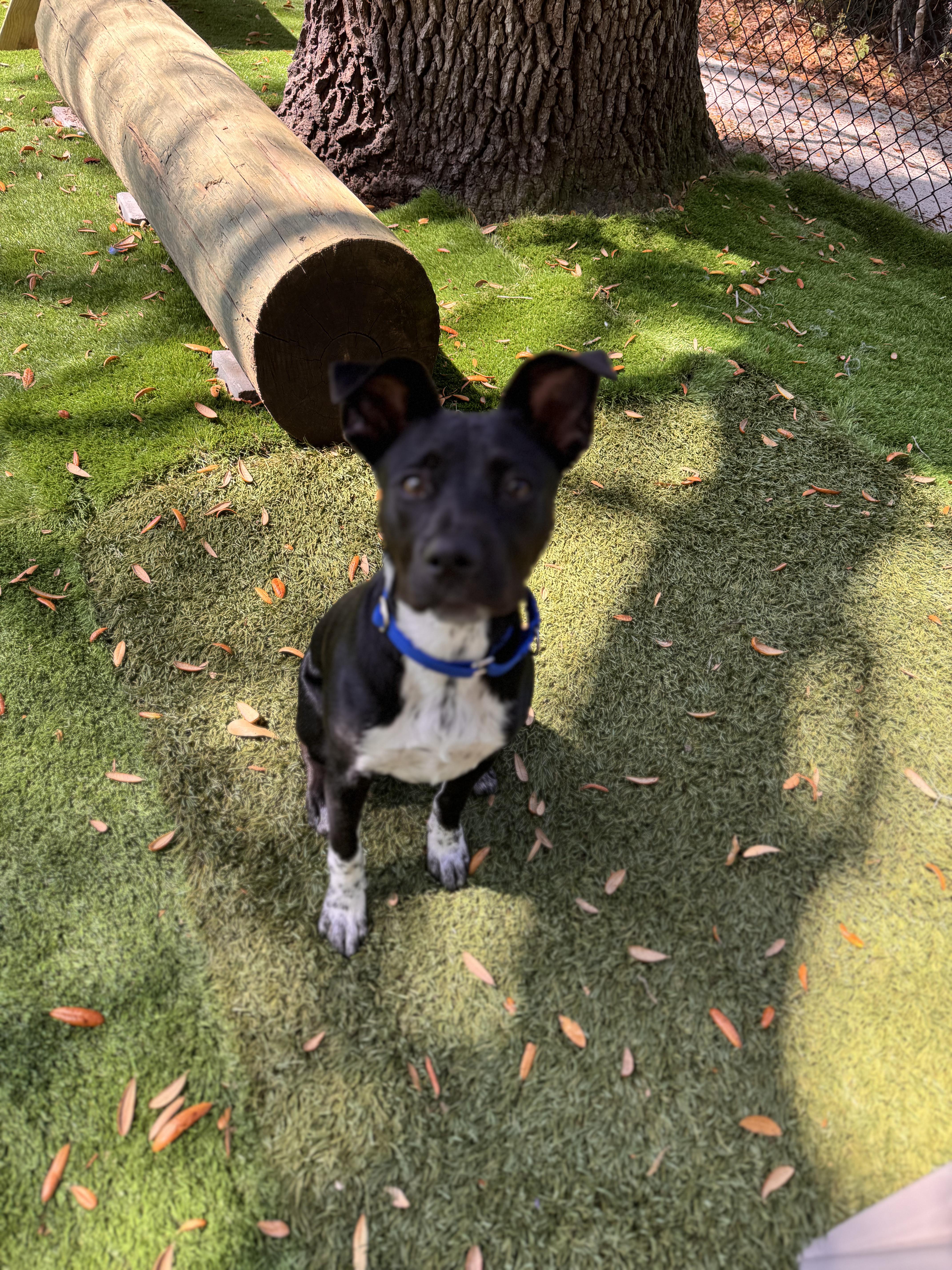 Murphy, ADOPTABLE, Young Male Retriever.