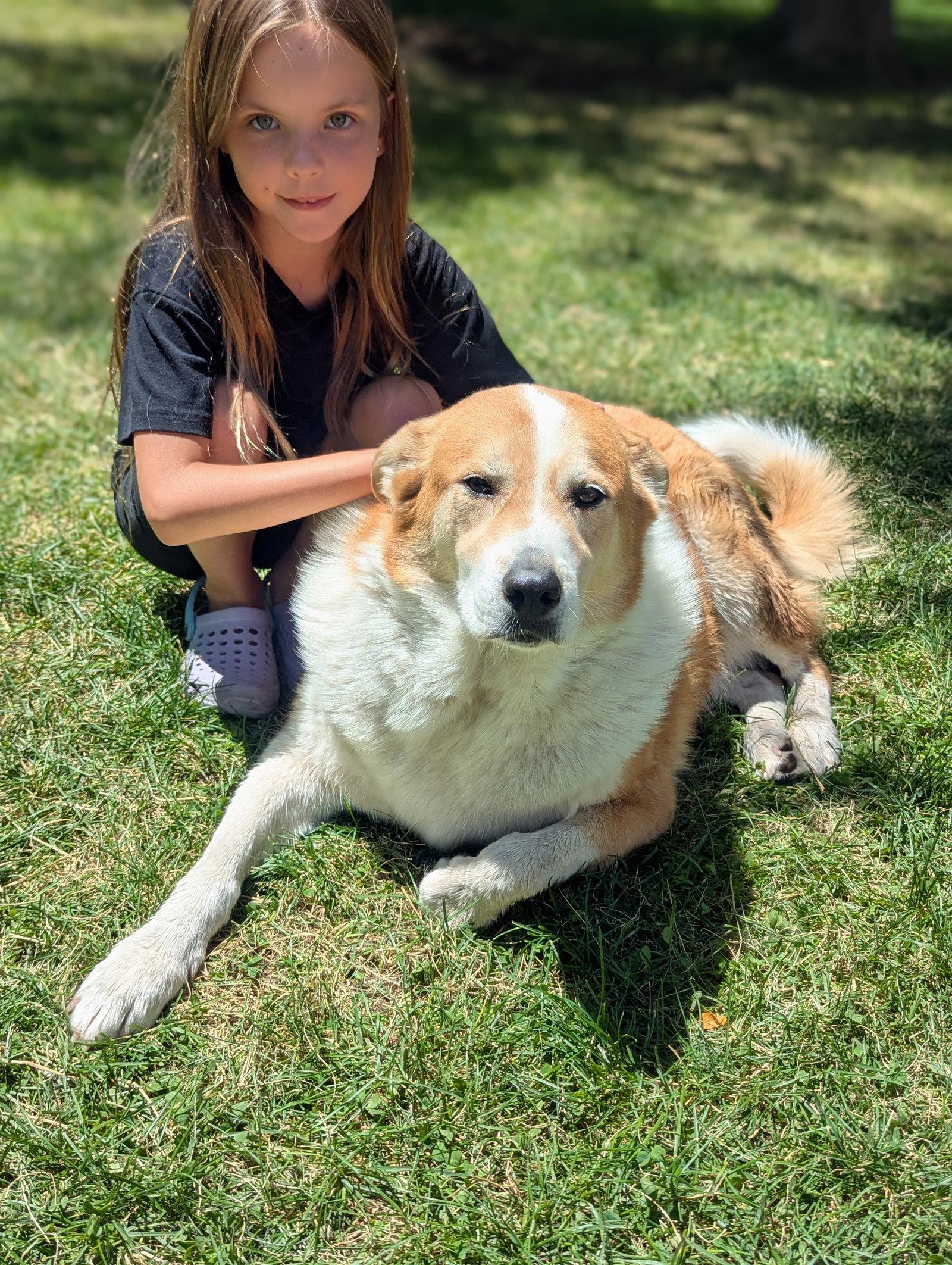 Enlarge Flopsy Pants, a Adopted Border Collie in Salt Lake City, UT image 3/3