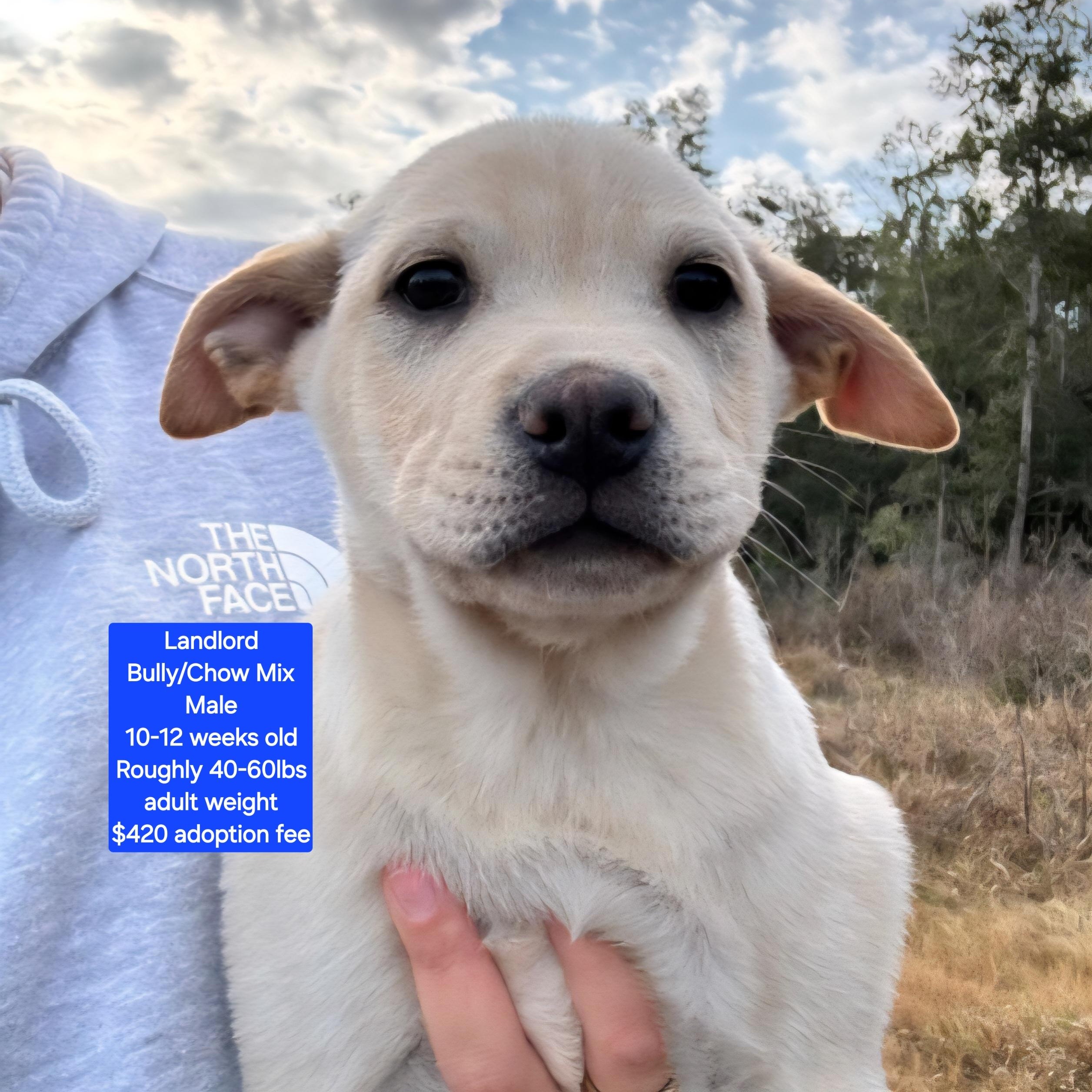 Enlarge Landlord, a ADOPTABLE mixed breed in Oviedo, FL image 1/1