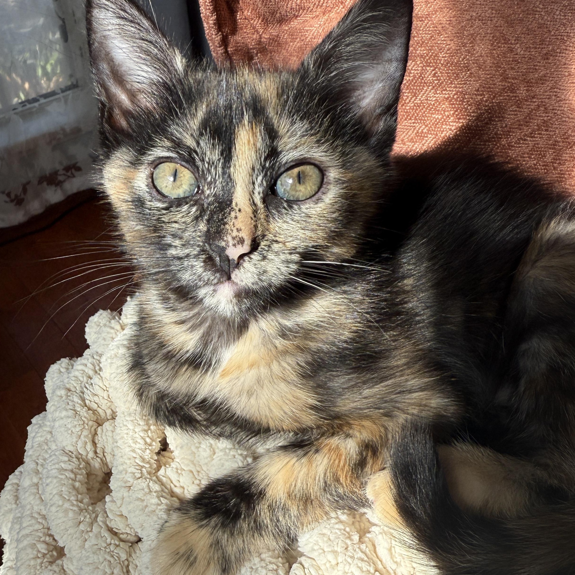 GEMMA, a Adoptable Domestic Short Hair in Los Angeles, CA image 1/5