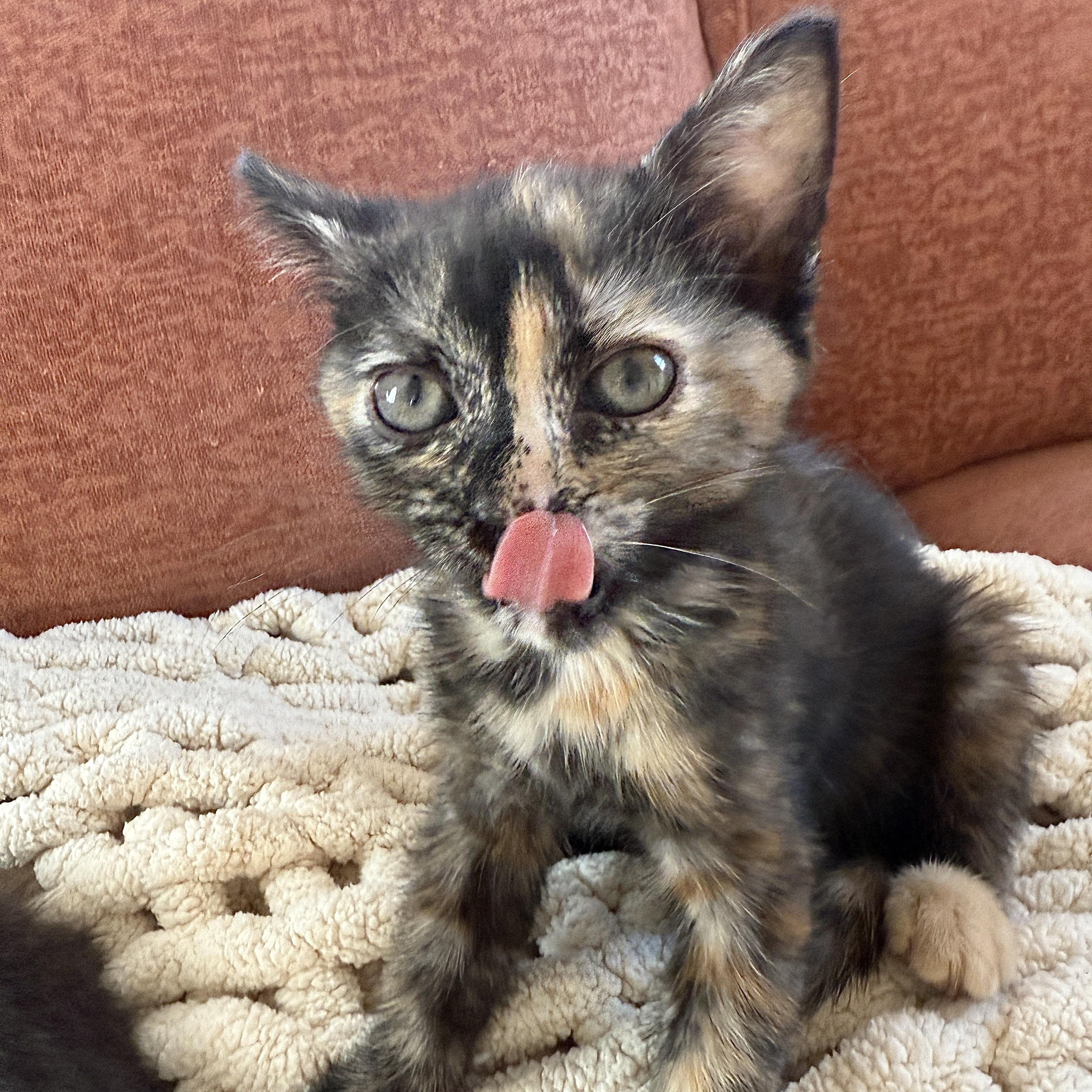 GEMMA, a Adoptable Domestic Short Hair in Los Angeles, CA image 2/5