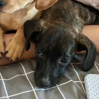 Sally, ADOPTABLE, Puppy Female Dachshund.