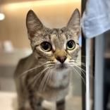 Fat Fat, ADOPTABLE, Young Male Domestic Short Hair.